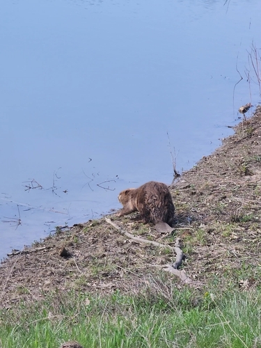 American Beaver photographed in Iowa