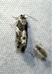 Gypsonoma adjuncta