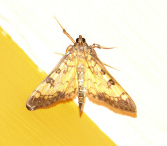 Mimorista subcostalis