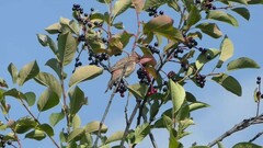 Haemorhous mexicanus