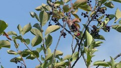 Haemorhous mexicanus