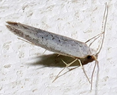 Argyresthia subreticulata