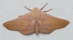 Monoctenia smerintharia