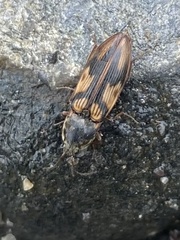 Stropenron hieroglyphica