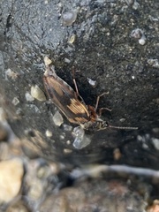 Stropenron hieroglyphica