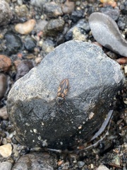 Stropenron hieroglyphica