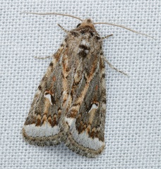 Proteuxoa florescens