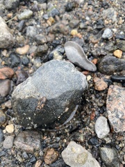 Stropenron hieroglyphica