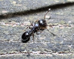 Temnothorax longispinosus