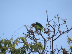 Amazona collaria