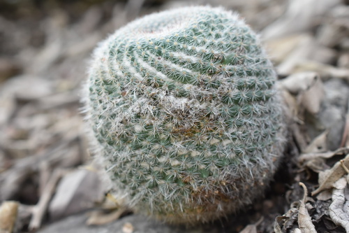 Mammillaria hahniana (Mammillaria hahniana)