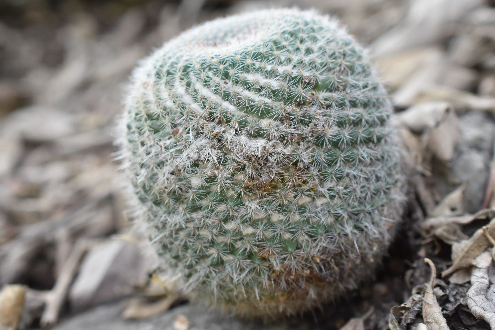 Mammillaria Hahniana (Mammillaria hahniana)