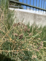 Torilis arvensis recta