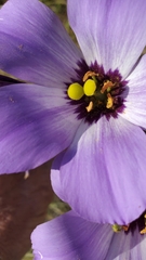 Eustoma russellianum