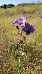 Eustoma russellianum