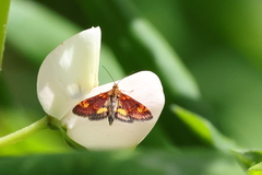 Pyrausta orphisalis