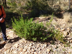 Eremophila serrulata
