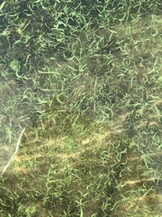Aphanizomenon flosaquae