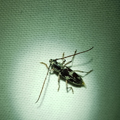 Elaphidion irroratum