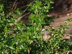 Eremophila serrulata