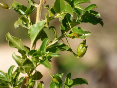 Eremophila serrulata