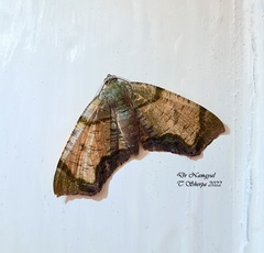 Achrosis incitata