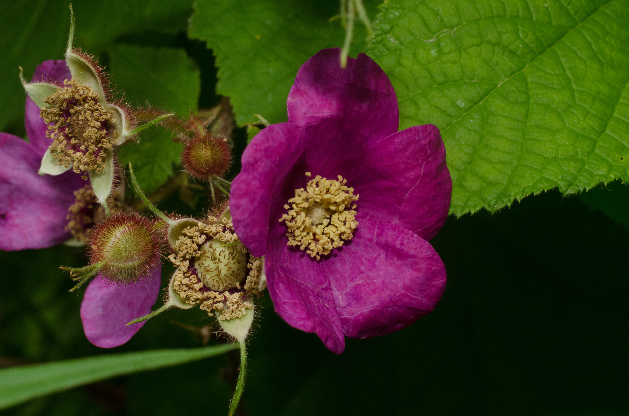 Rubus odoratus and Rubus parviflorus identification · BioDiversity4All