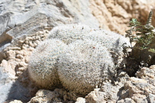Morgan's Pincushion Cactus (Mammillaria morganiana)