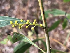 Acacia falcata
