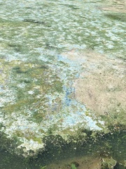 Aphanizomenon flosaquae