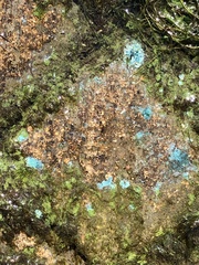 Aphanizomenon flosaquae