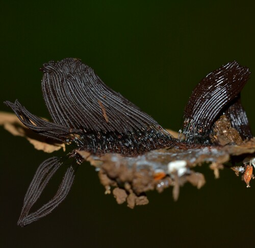 Stemonitis splendens observed 2022-06-29