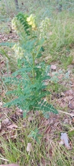 Astragalus propinquus