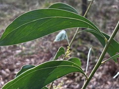 Acacia falcata