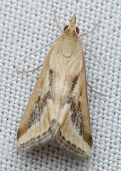 Achyra takowensis