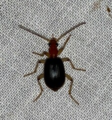 Brachinus adustipennis