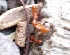 Camponotus hannani