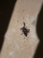 Vaejovis mexicanus