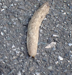 Veronicella sloanii
