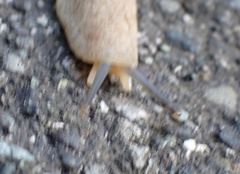 Veronicella sloanii