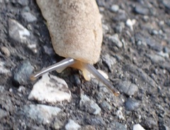 Veronicella sloanii