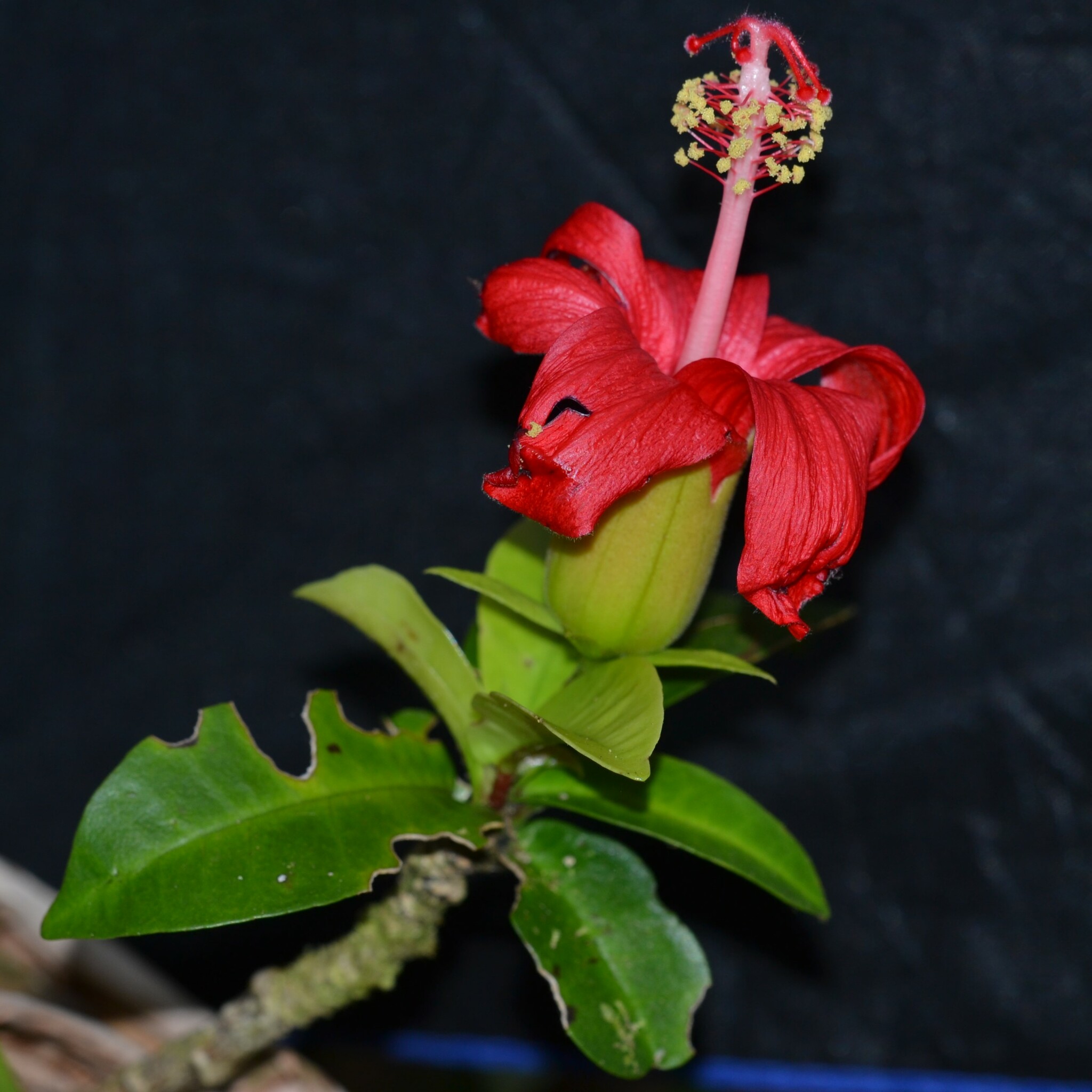 Hibiscus clayi