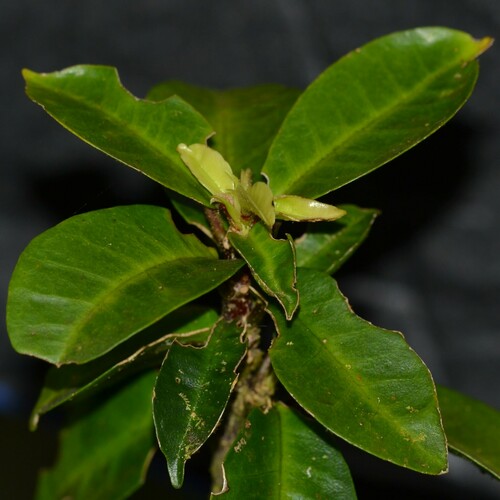 Hibiscus clayi