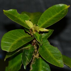 Hibiscus clayi, photograph author not stated, no rights reserved