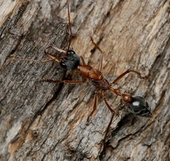 Myrmecia desertorum