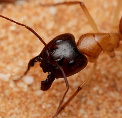 Camponotus nigriceps