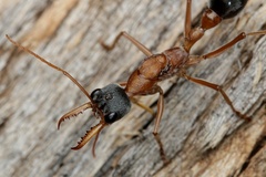Myrmecia desertorum