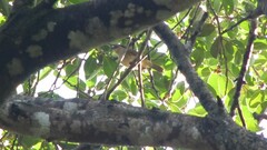 Pycnonotus simplex prillwitzi