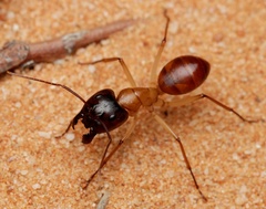 Camponotus nigriceps