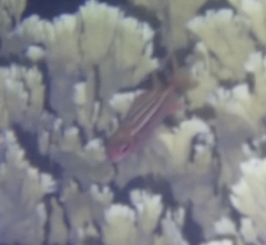 Neoniphon vexillarium